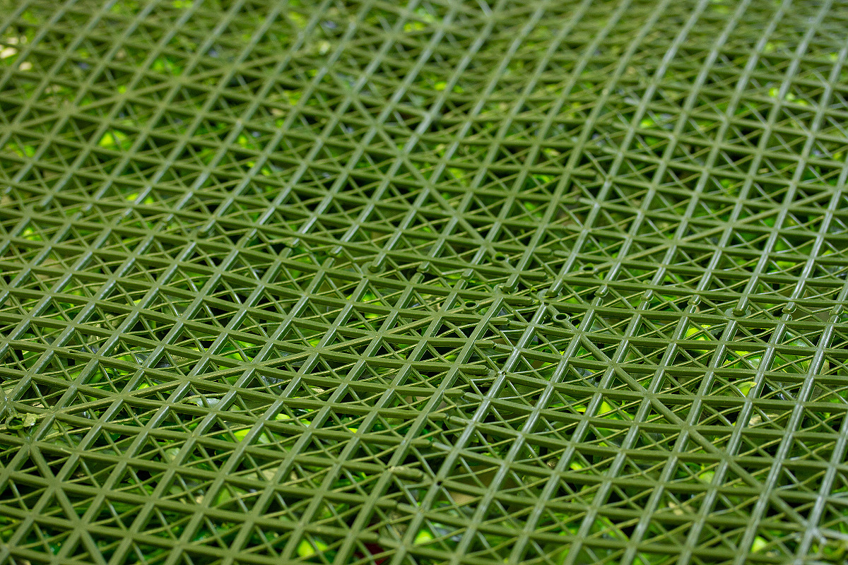 Variabilní WALL GREEN Euonymus japonicus, dílec 100 x 100 cm