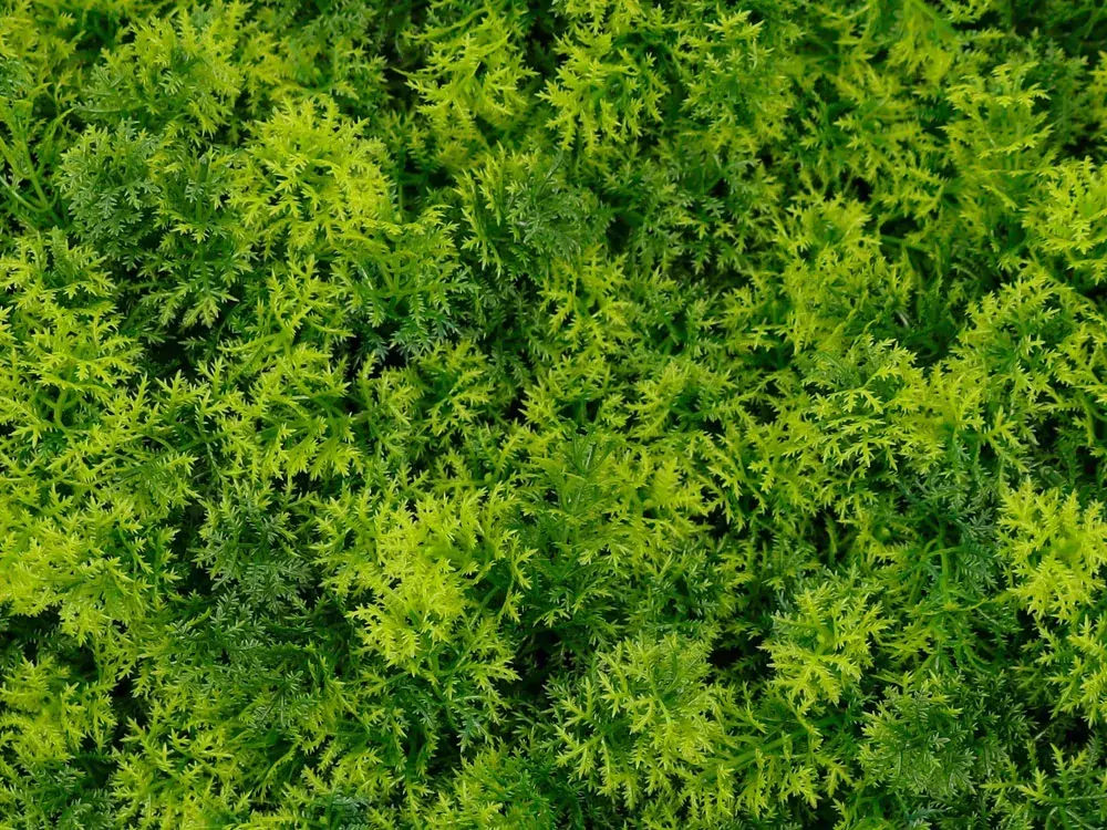 Moss coral, dílec 50 x 50 cm