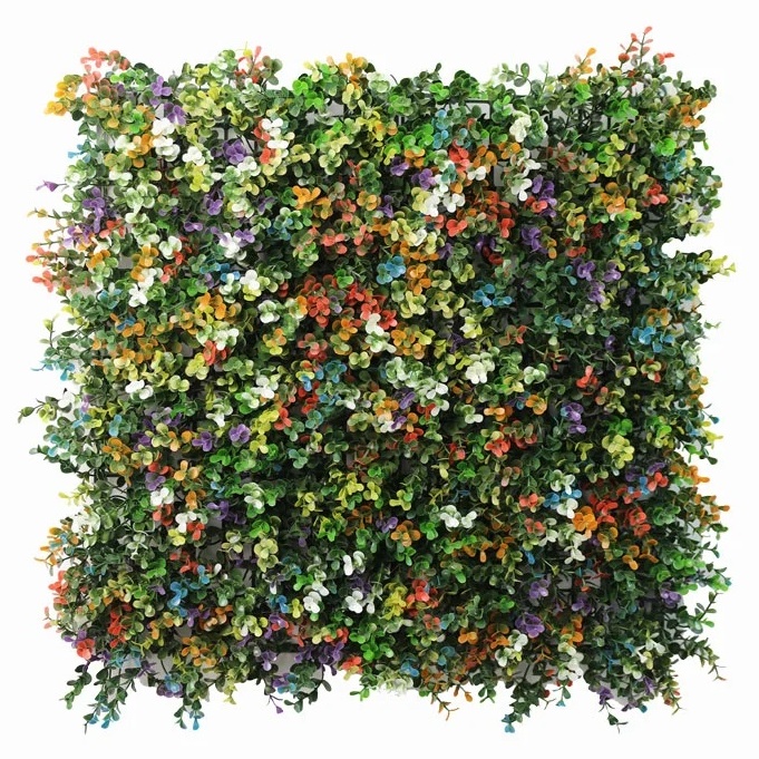 Buxus multicolor, dílec 50 x 50 cm