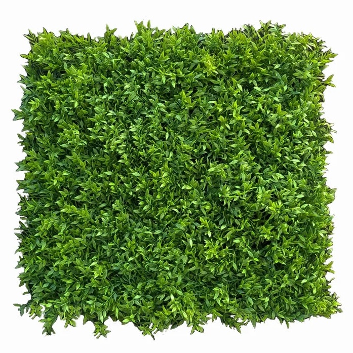 Buxus Muisdoorn, dílec 50 x 50 cm