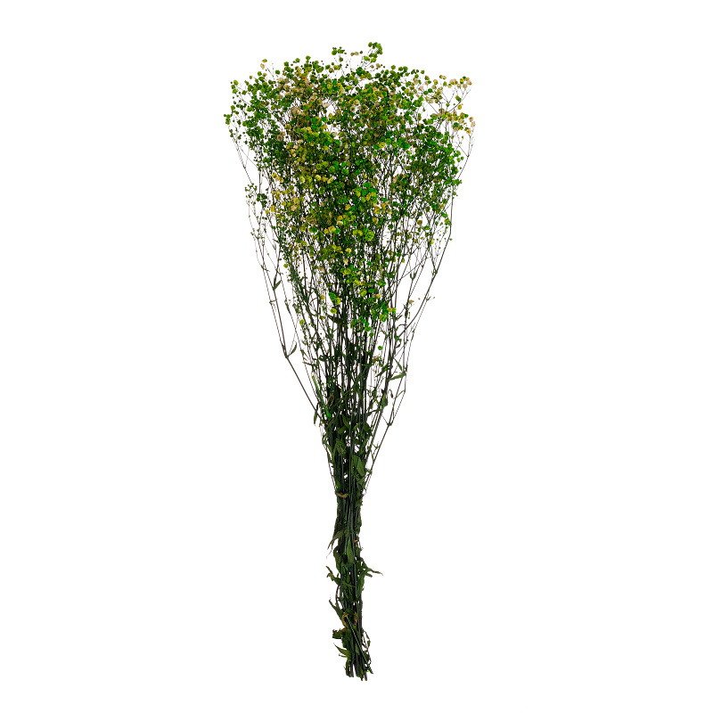 Gypsophila