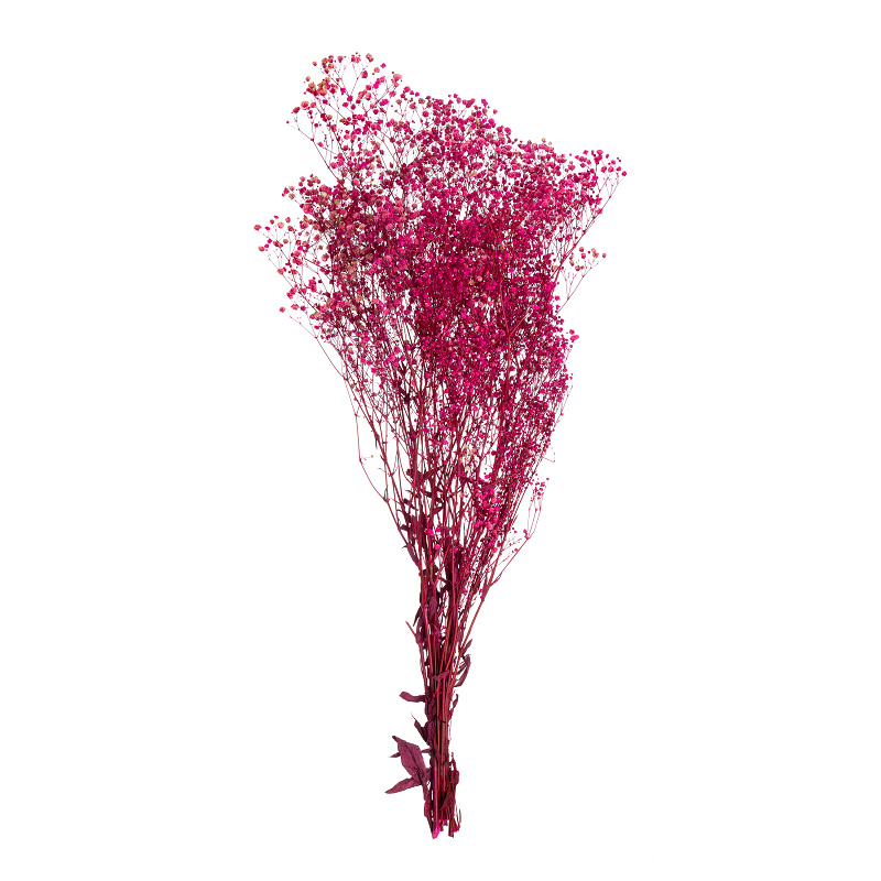 Gypsophila
