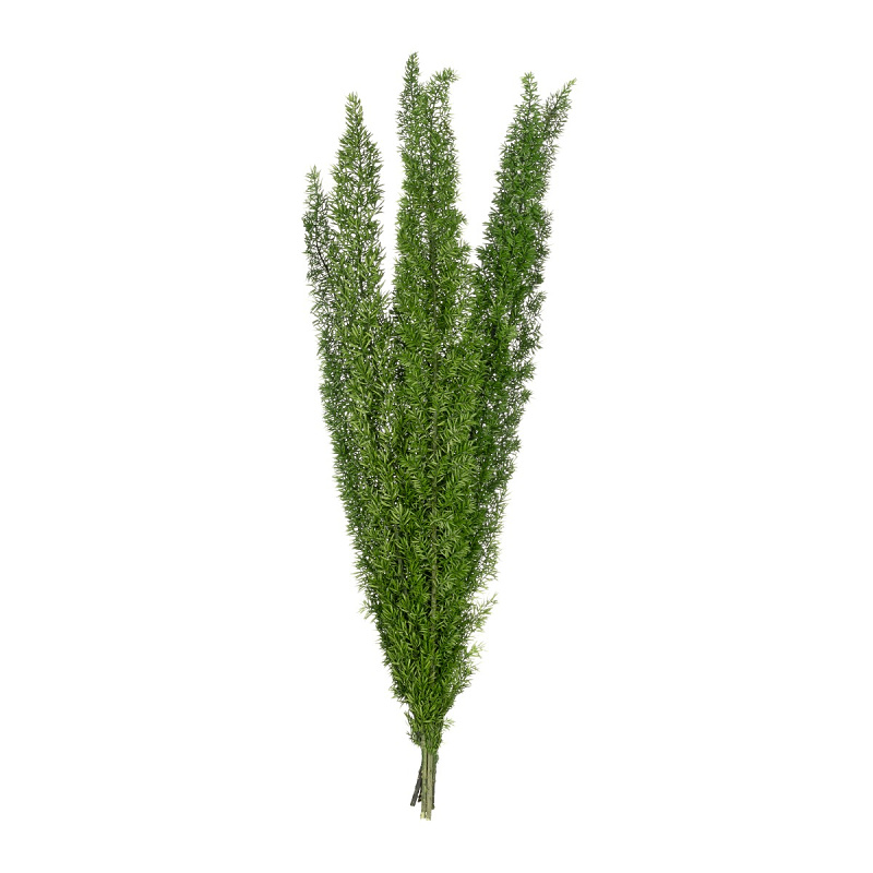 Foxtail