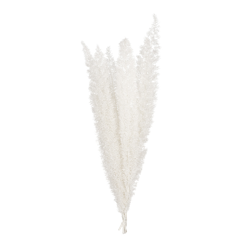 Foxtail