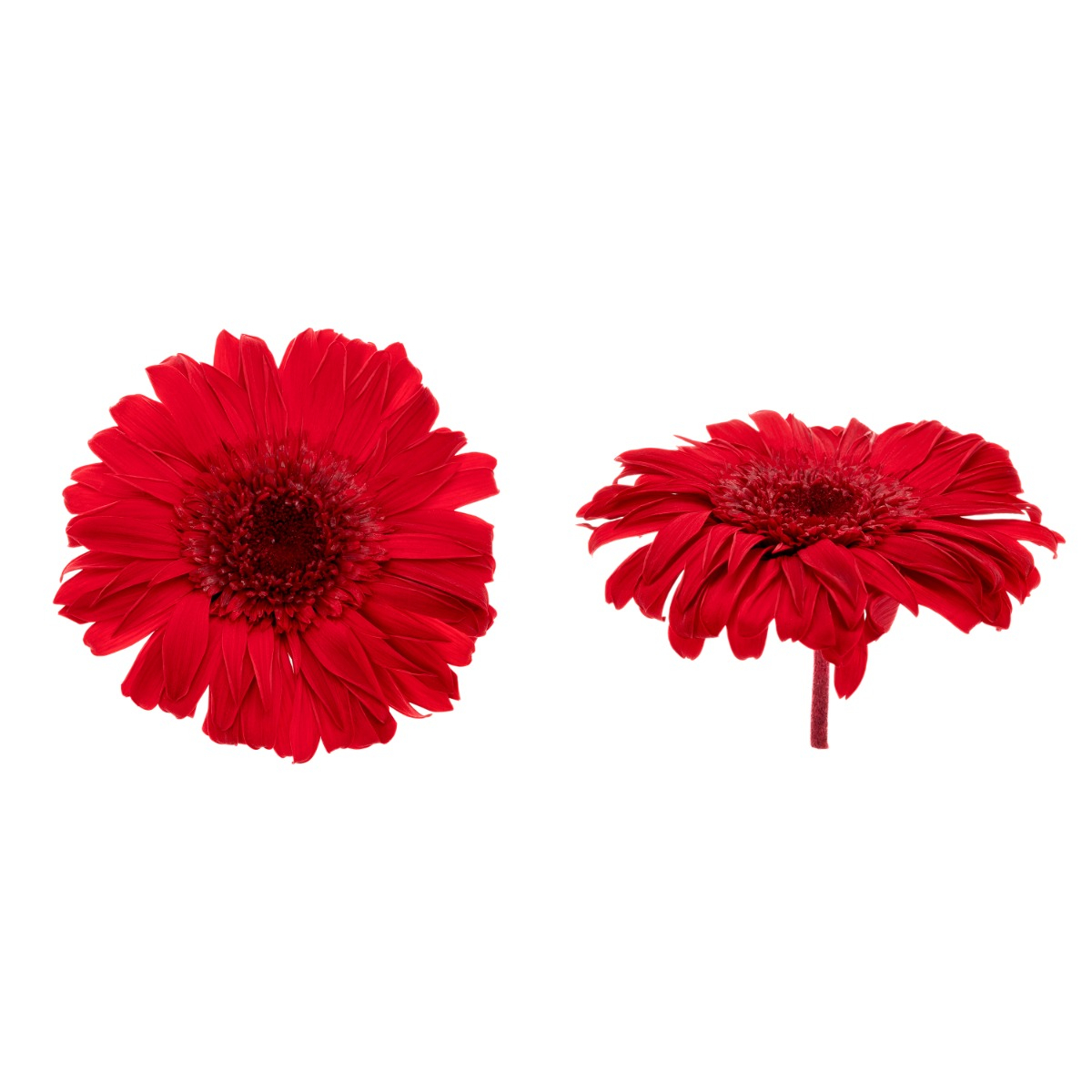 Gerbera - 4 ks