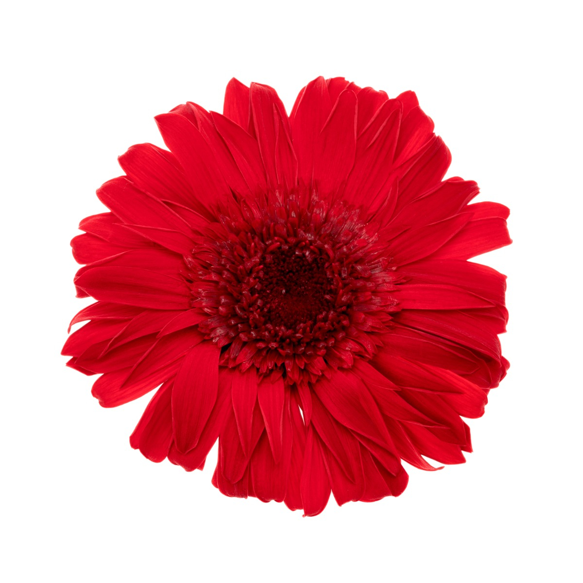 Gerbera - 4 ks