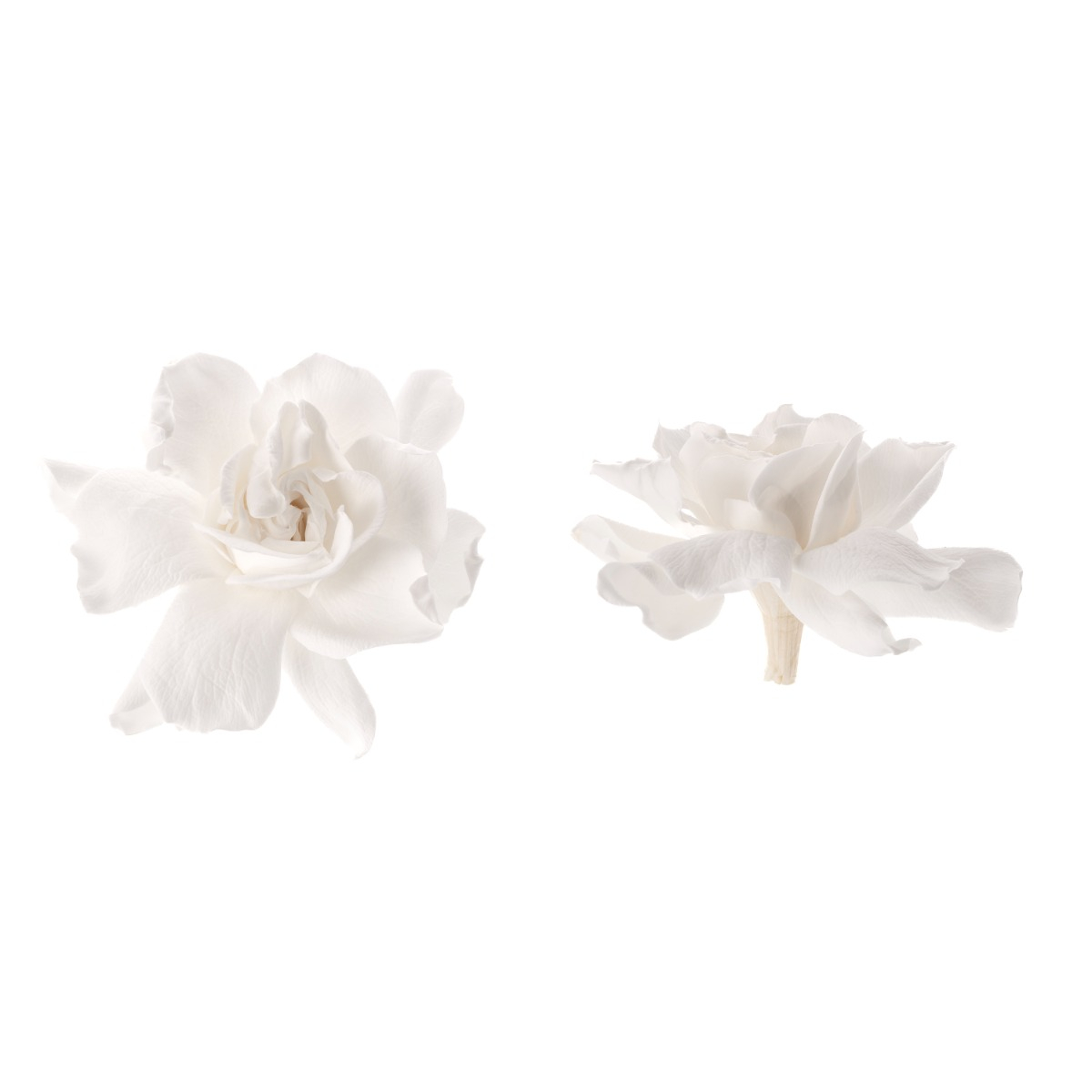 Gardenia - 3 ks