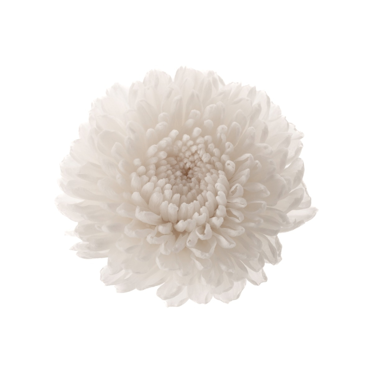 Chrysanthema Focus - 12 ks