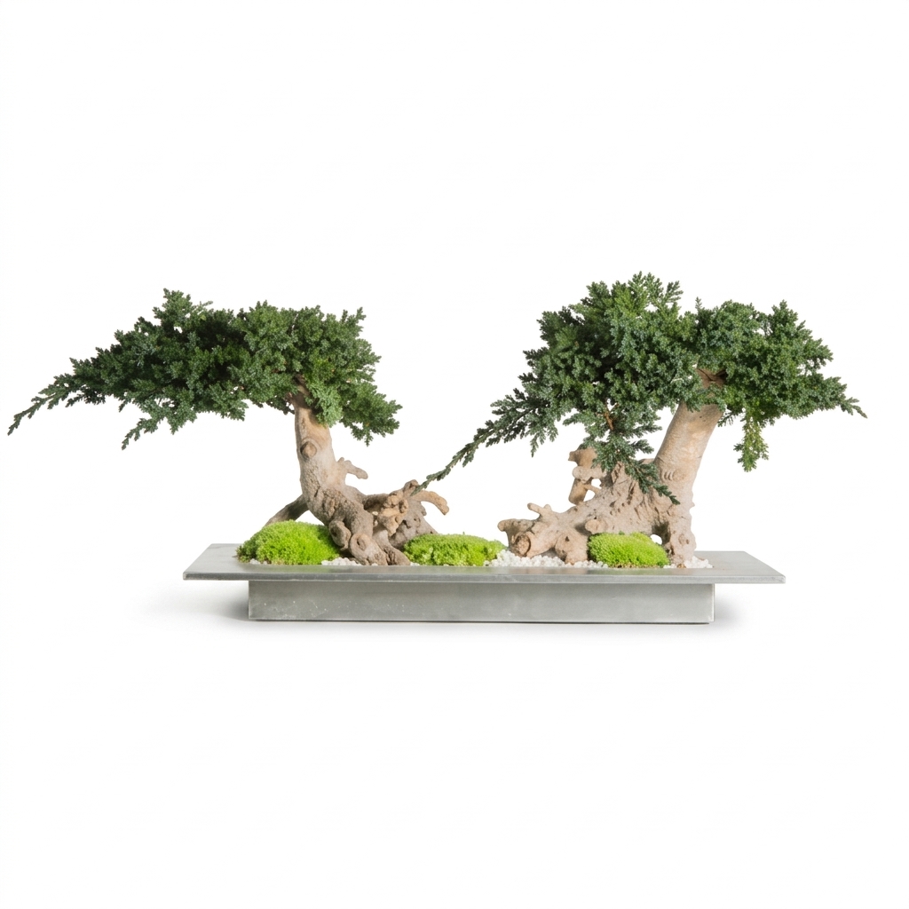 Juniperus vine root bonsai - double