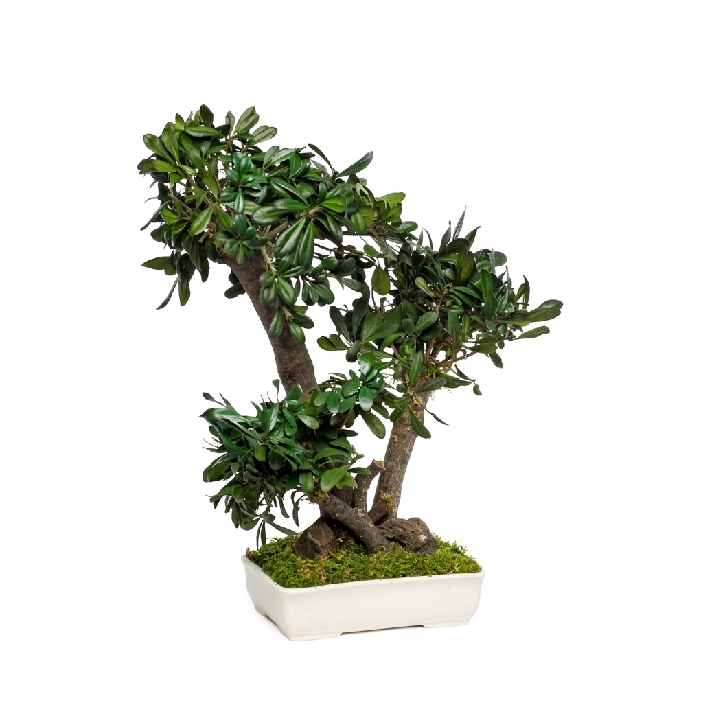 Tobira bonsai