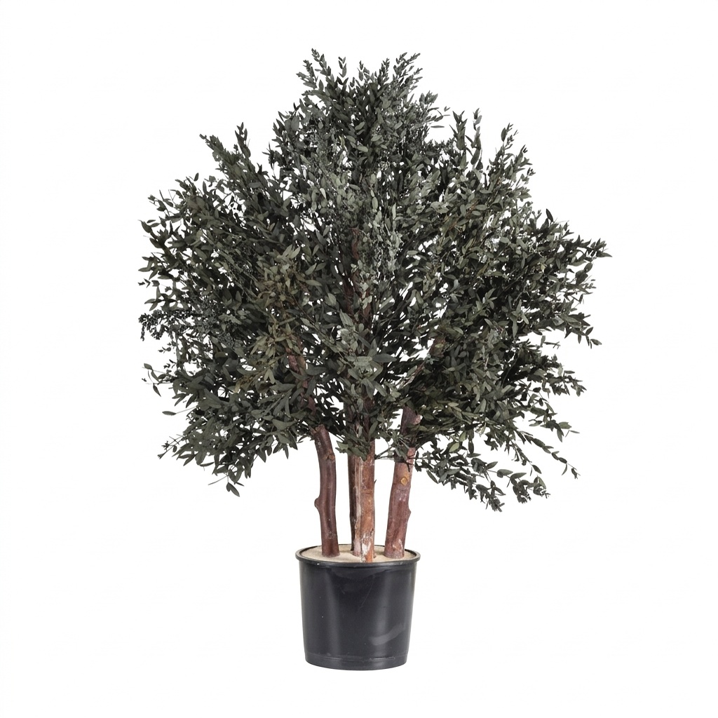 Parvifolia Bush