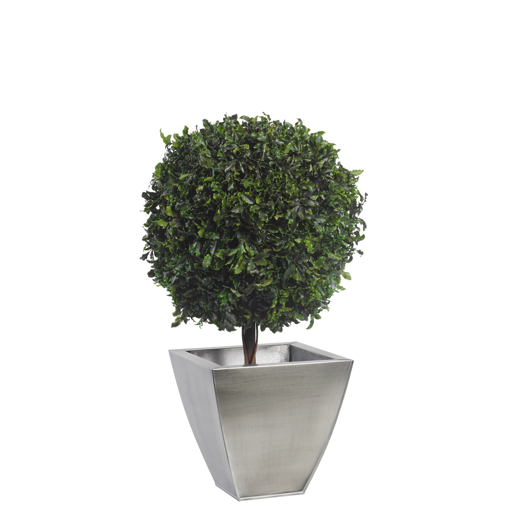 Pittosporum - simple sphere