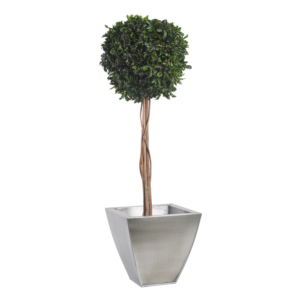 Pittosporum - simple sphere