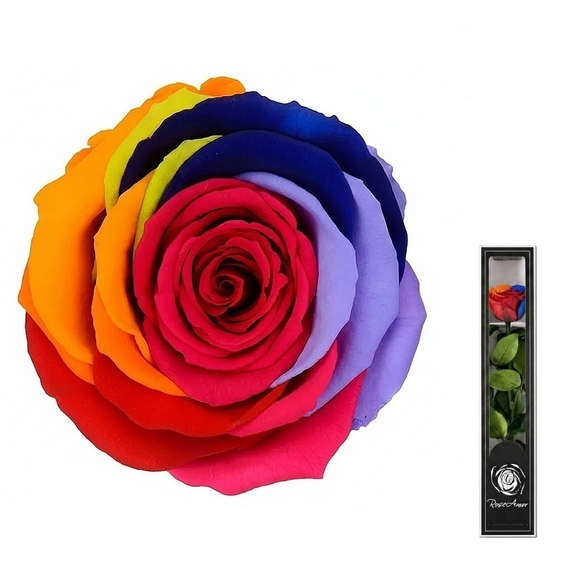 Dárková stabilizovaná růže MINI - RAINBOW