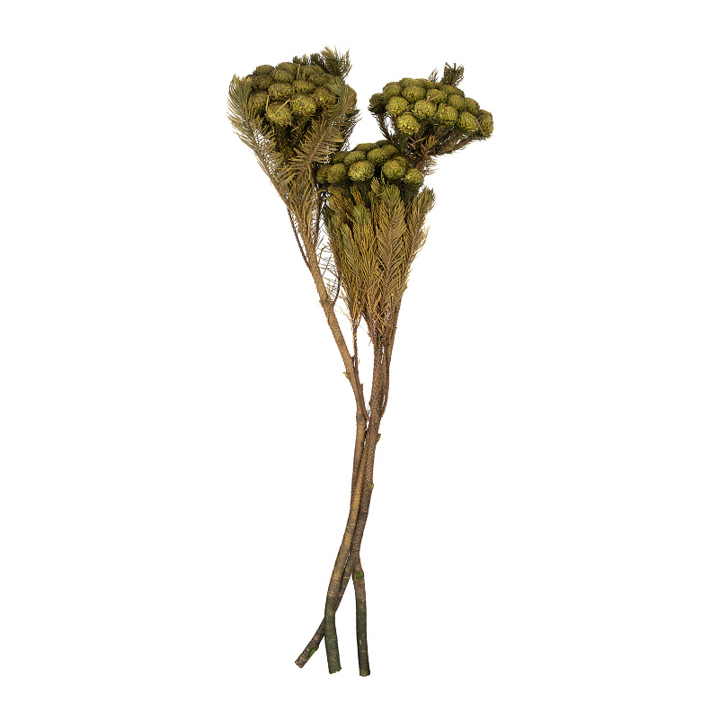 Brunia Albiflora