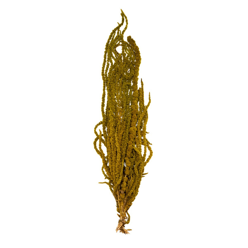 Amaranthus