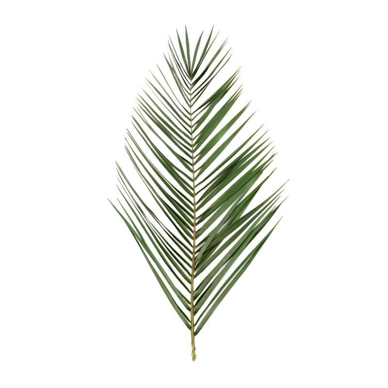 List palmy Phoenix