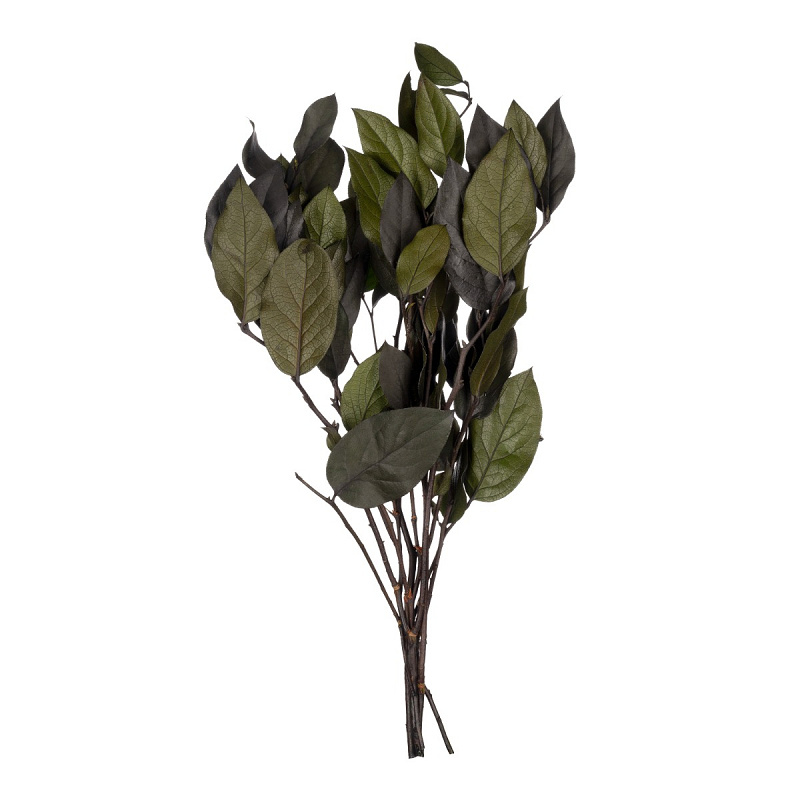 Salal