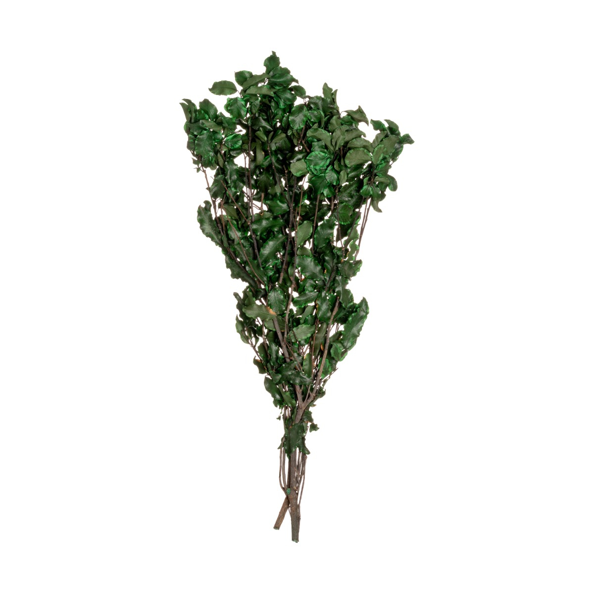 Pitosporum