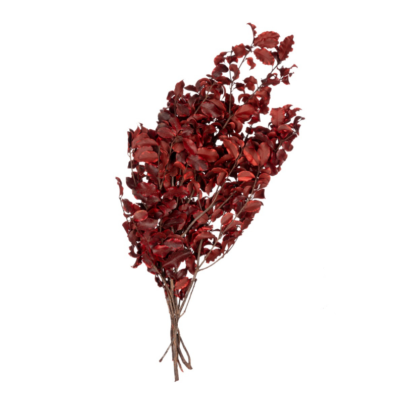 Pitosporum