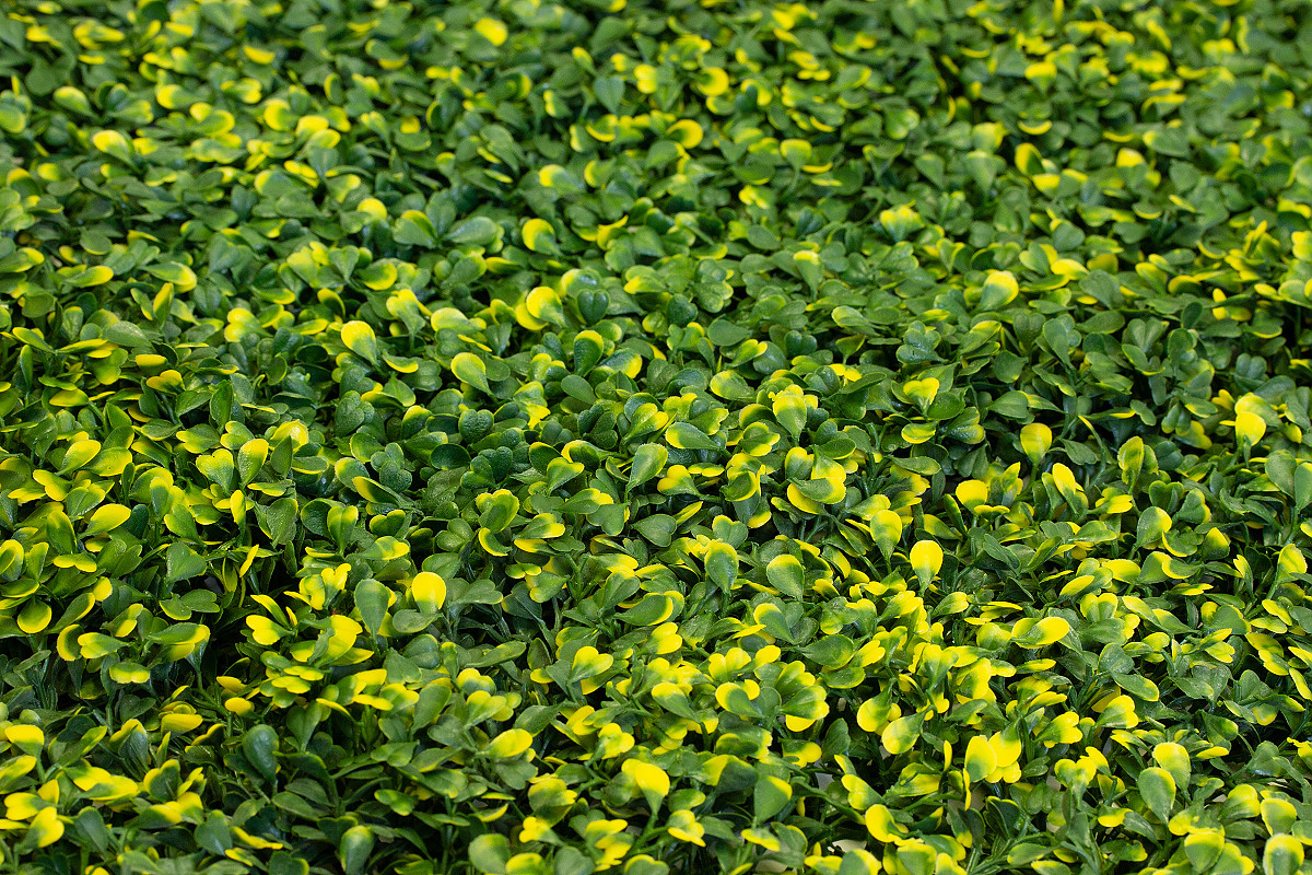 BUXUS VG, dílec 50 x 50 cm