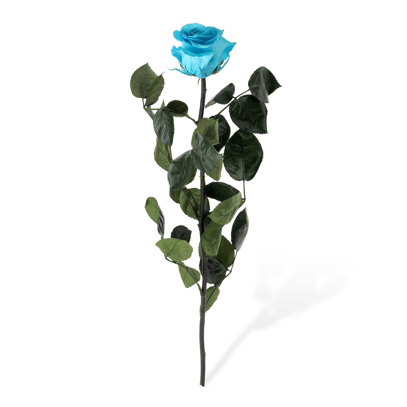 Dárková stabilizovaná růže - zářivě tyrkysová