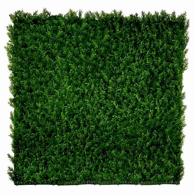 THUJA Japonica, dílec 50 x 50 cm