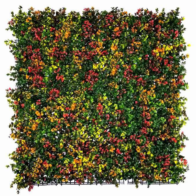 Leucadendron multicolor, dílec 50 x 50 cm