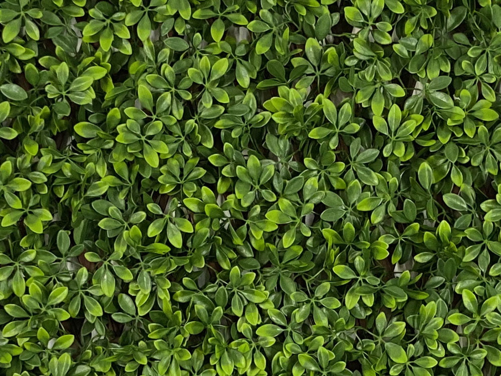 SCHEFFLERA EXT, rozměr - 1,0x2,0 m