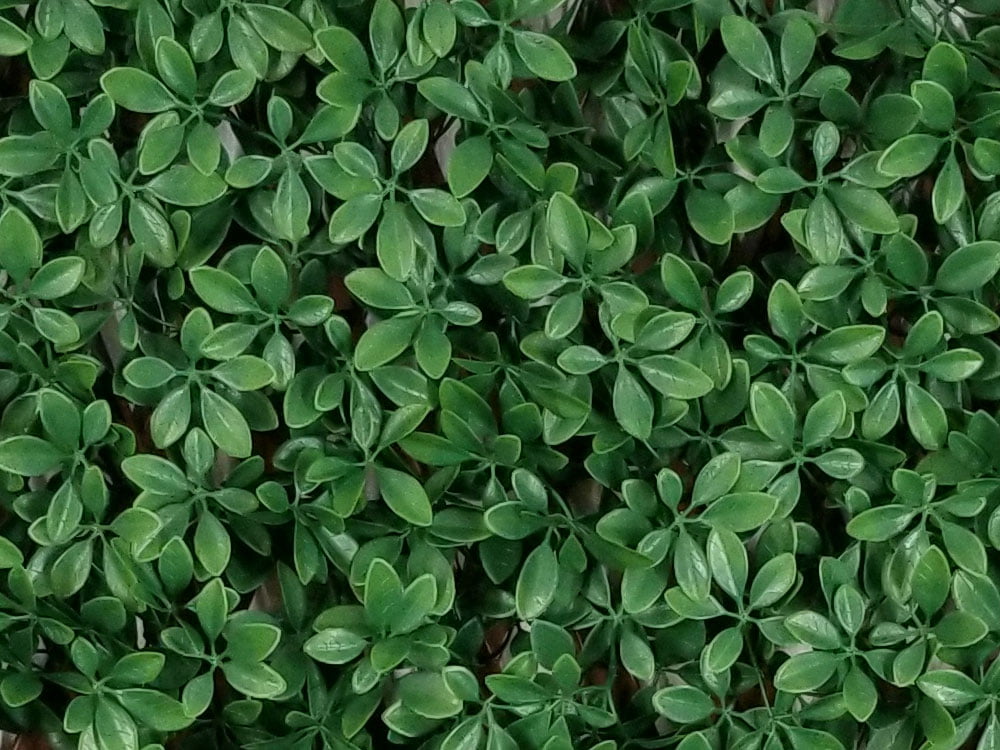 SCHEFFLERA - DARK GREEN EXT, rozměr - 1,0x2,0 m