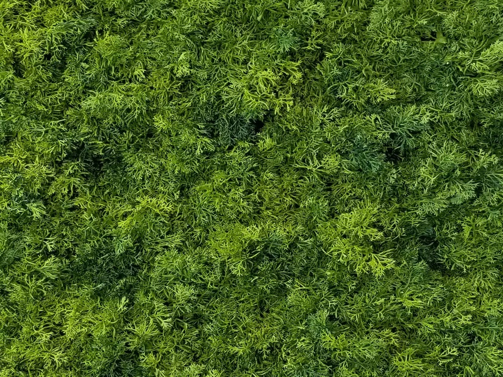 Moss deep dark, dílec 50 x 50 cm
