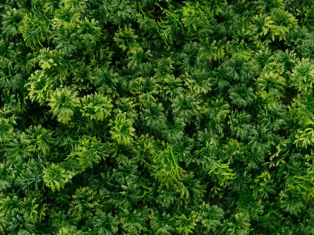 Moss coral dark, dílec 50 x 50 cm