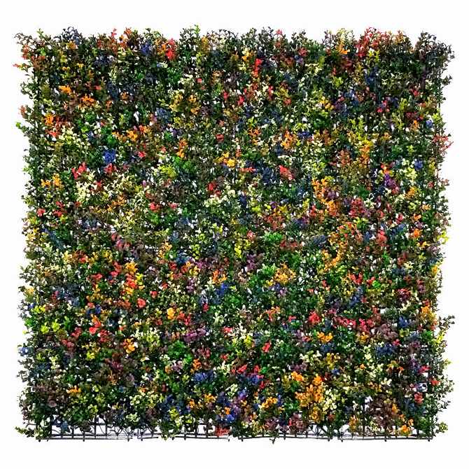 Buxus multicolor, dílec 50 x 50 cm