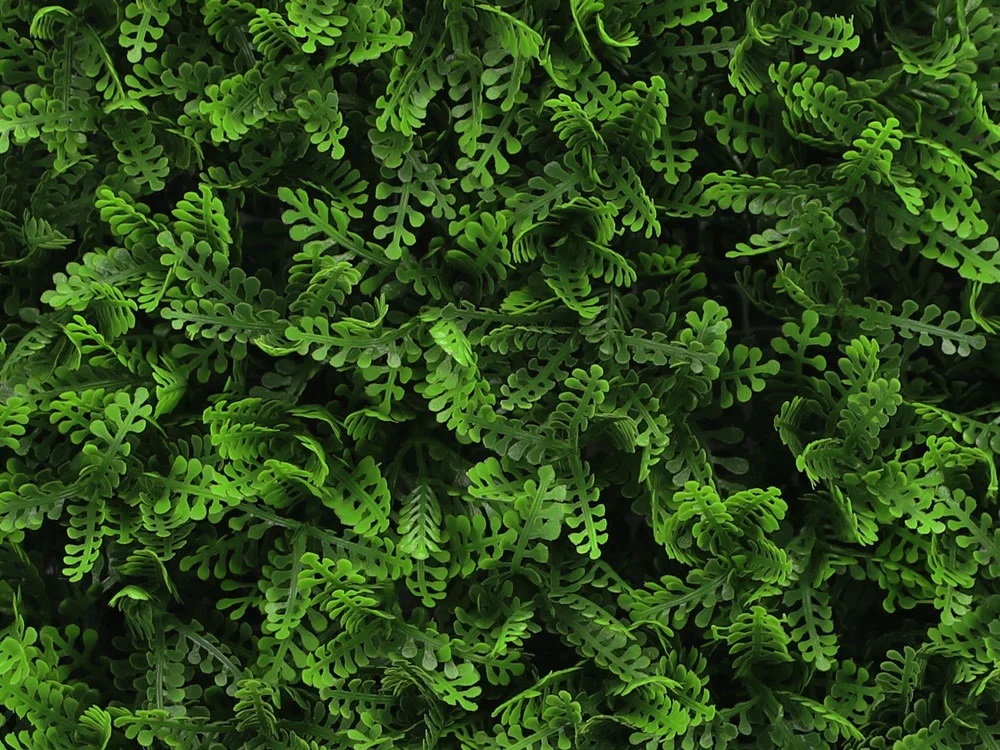 Asplenium dark, dílec 50 x 50 cm
