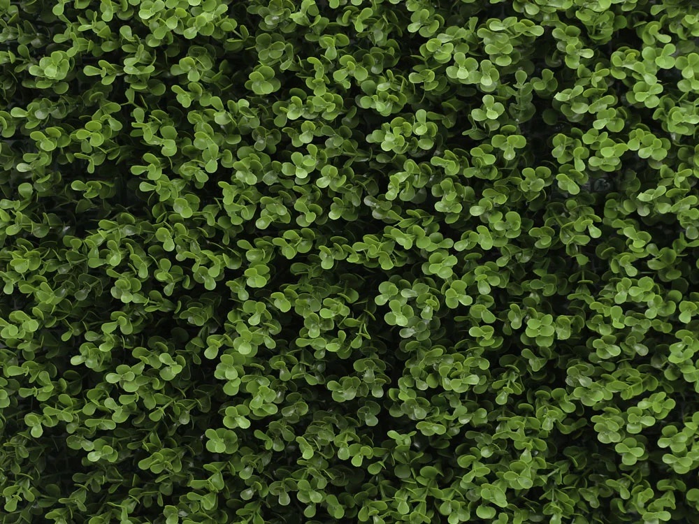 Buxus long green, dílec 50 x 50 cm