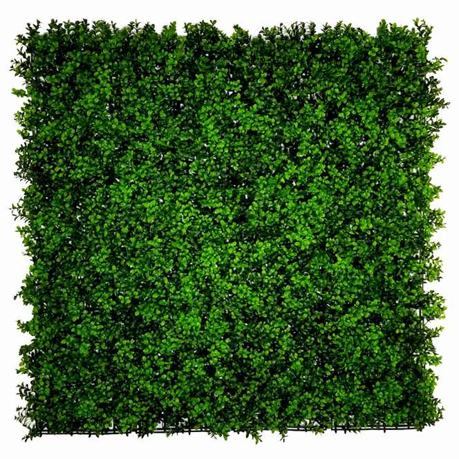 Buxus japonicus, dílec 50 x 50 cm