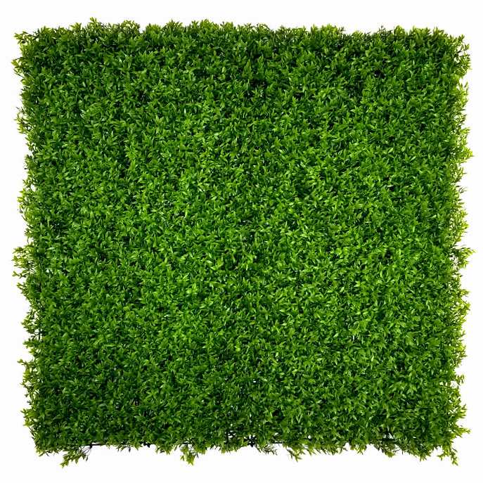 Buxus Muisdoorn, dílec 50 x 50 cm