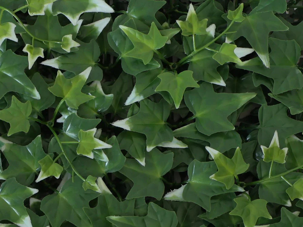 Hedera helix VG, dílec 50 x 50 cm