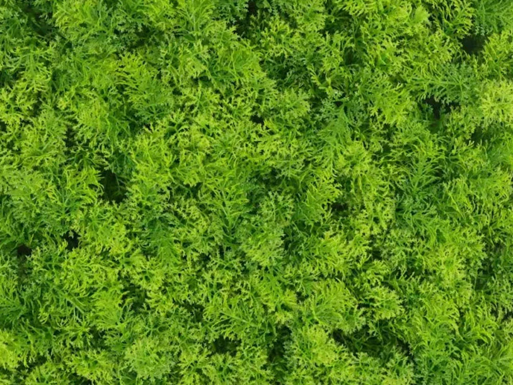 Moss coral light green, dílec 50 x 50 cm