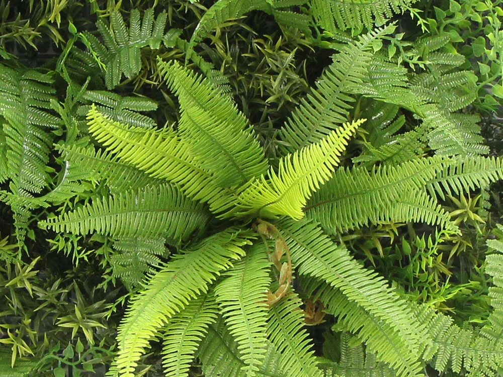 MINI WALL GREEN bush fern , dílec 50 x 50 cm