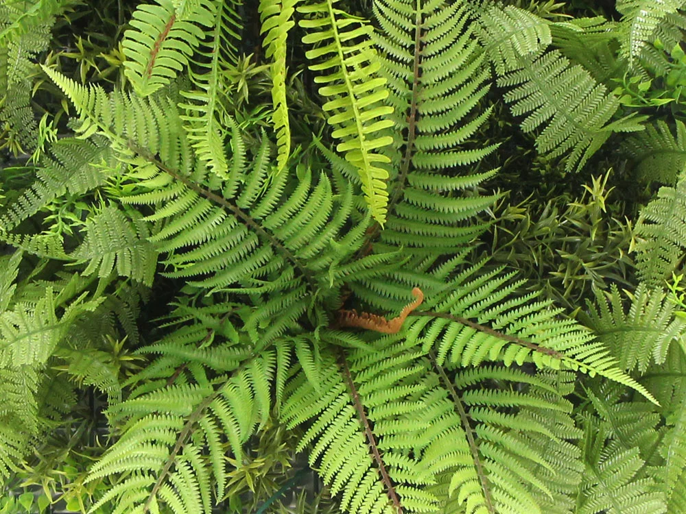 MINI WALL GREEN Dicksonia tree fern, dílec 50 x 50 cm