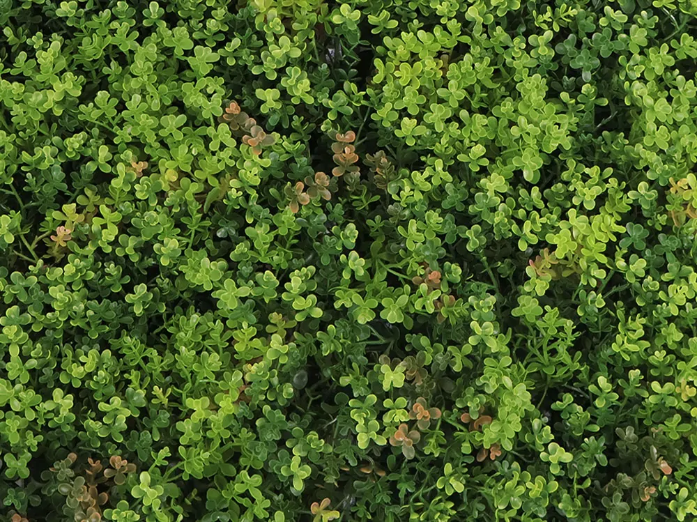 MINI WALL GREEN Sedum, dílec 50 x 50 cm