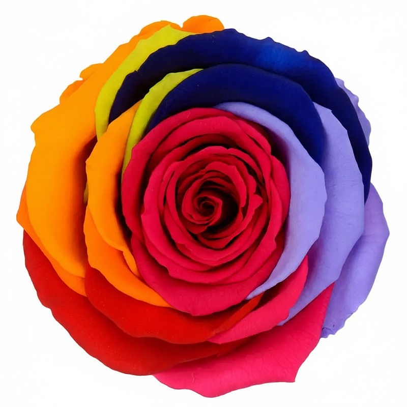 Dárková stabilizovaná růže - RAINBOW