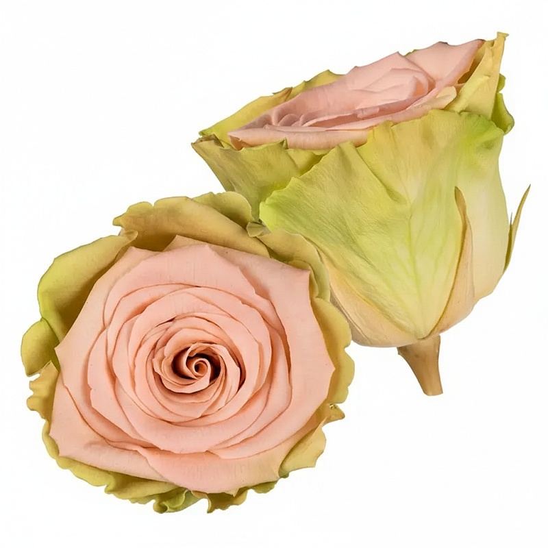 Dárková stabilizovaná růže - zeleno-růžová