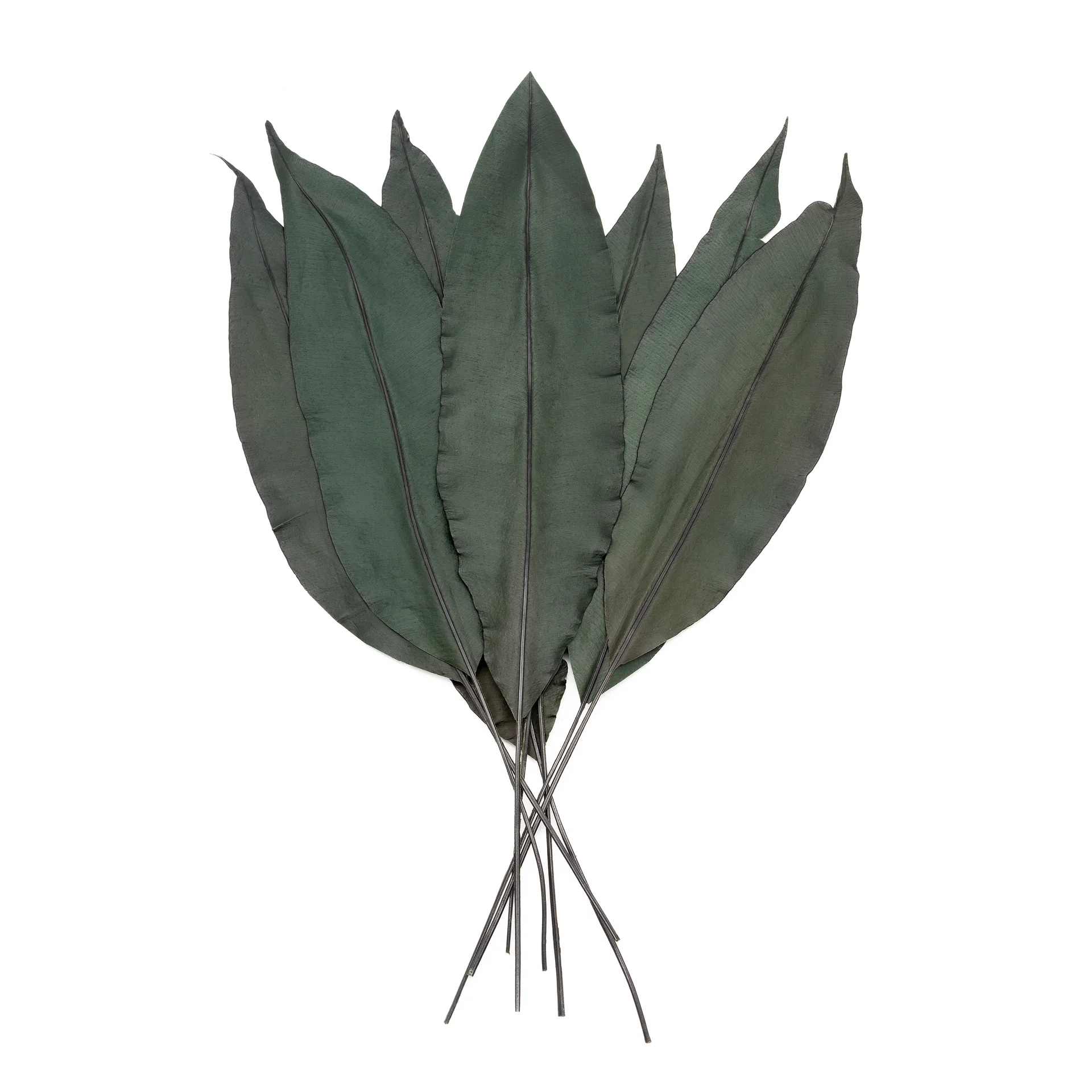 Tropical leaf