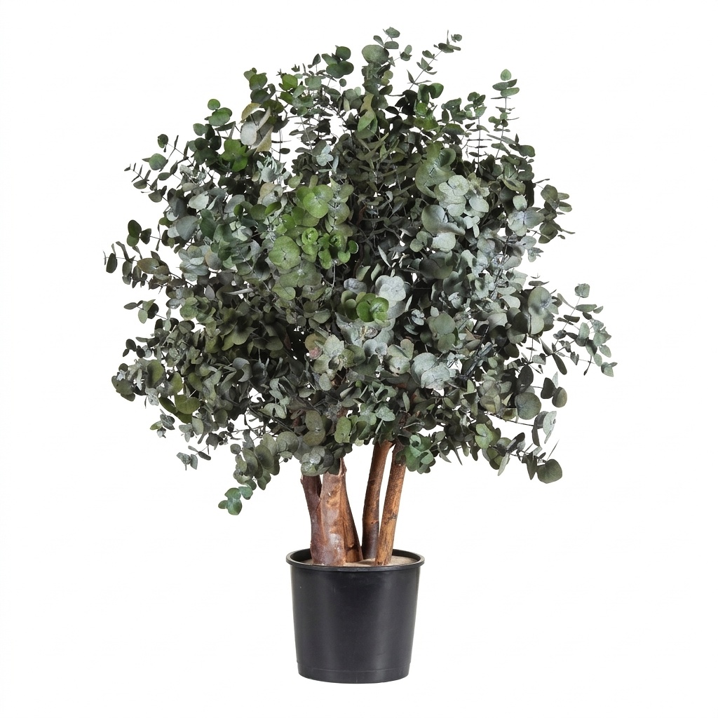 Cinerea Bush