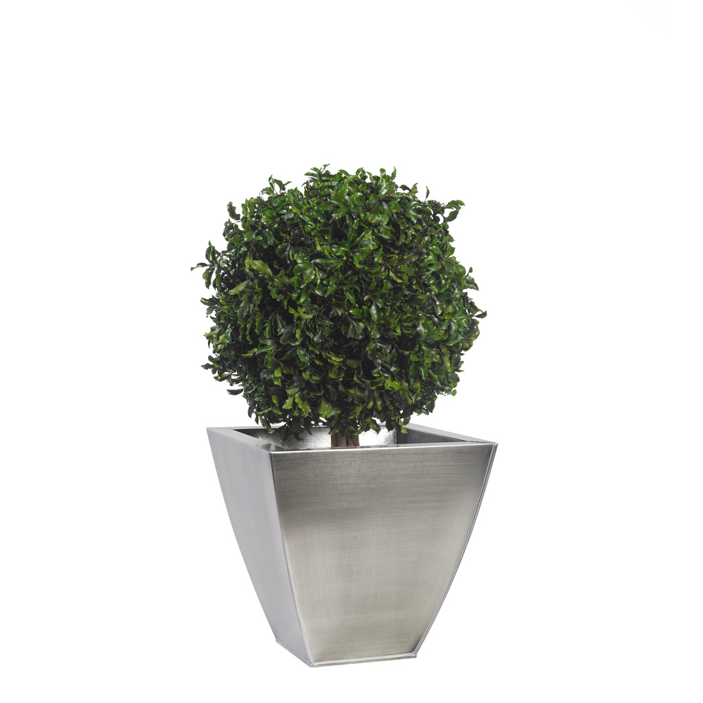 Pittosporum - simple sphere