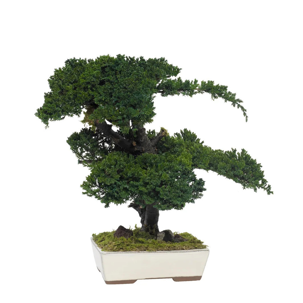 Juniperus bonsai