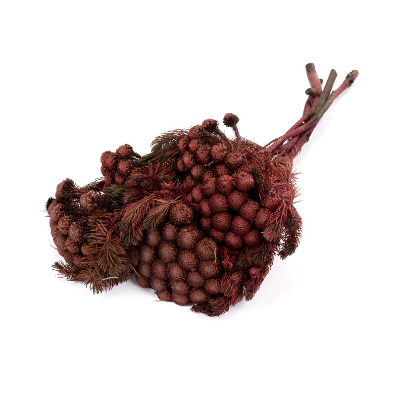 Brunia Albiflora