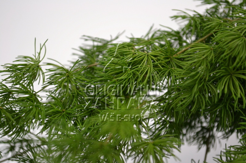 Ming Fern